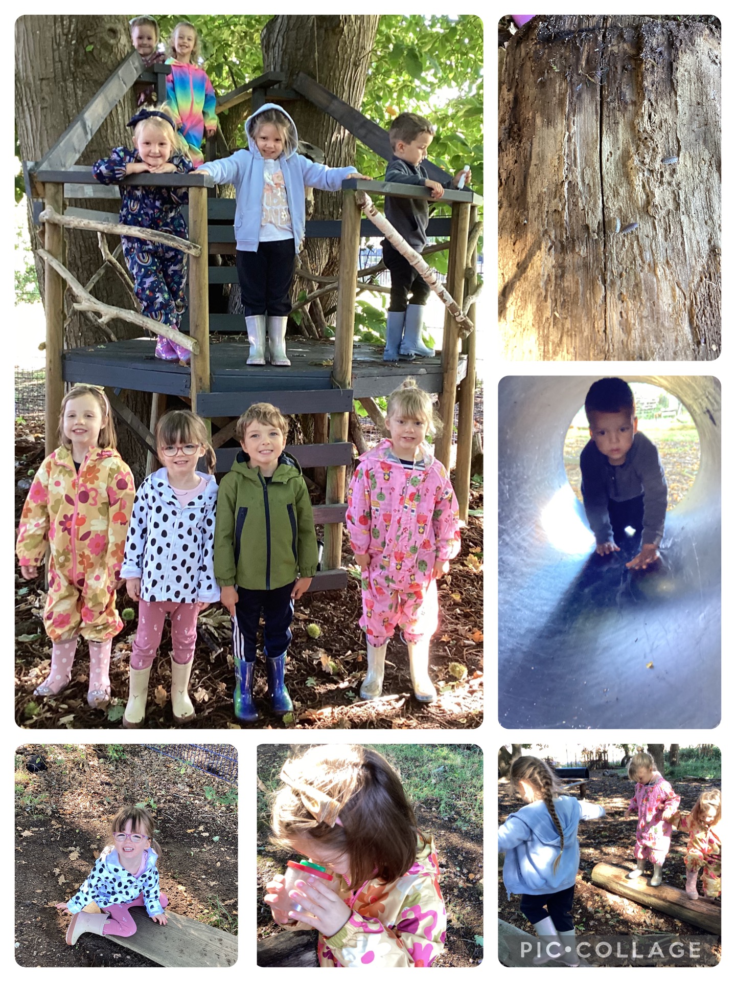 We enjoyed getting used to our forest school space. The treehouse and tunnel were very popular. We did lots of bug hunting and even found a Devil's Coach Horse beetle.