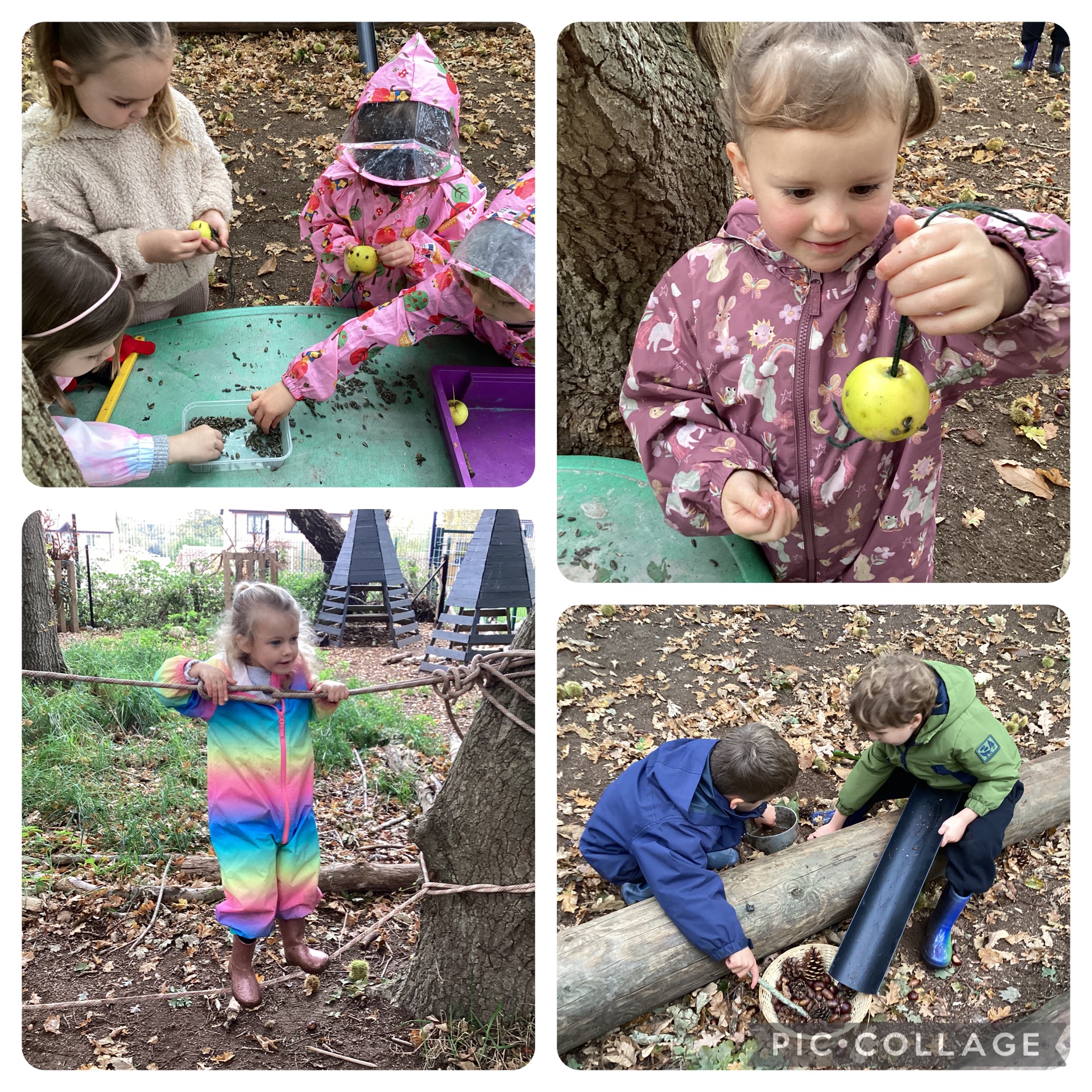 Small Blues have been making Autumn bird feeders using apples from our orchard and sunflower seeds.